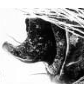 speciesimage