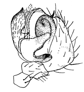 speciesimage