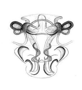 speciesimage