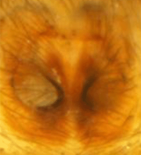 speciesimage
