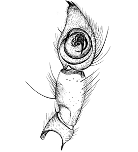 speciesimage