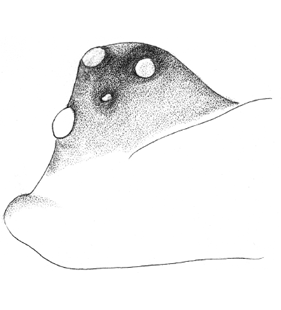speciesimage
