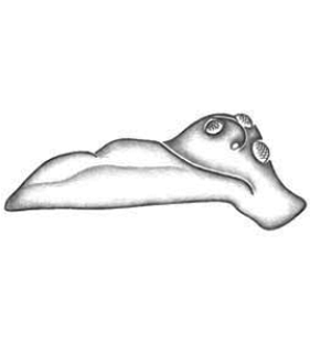 speciesimage