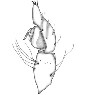 speciesimage