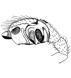 speciesimage