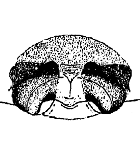 speciesimage