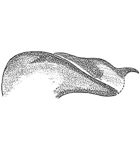 speciesimage