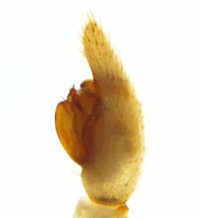speciesimage