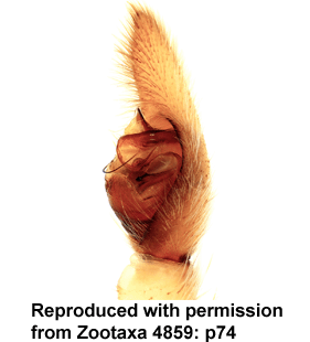 speciesimage