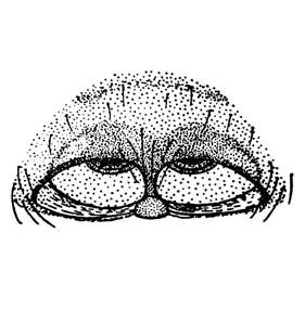 speciesimage
