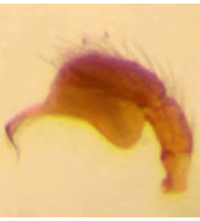 speciesimage