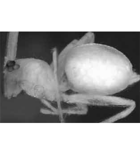 speciesimage