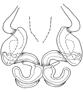 species