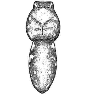 speciesimage