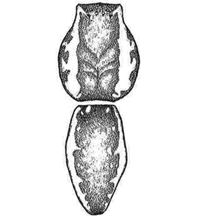 speciesimage