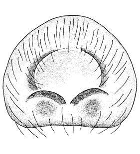 speciesimage