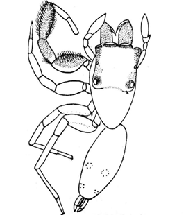 speciesimage