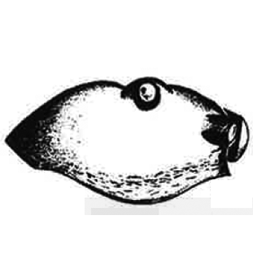speciesimage
