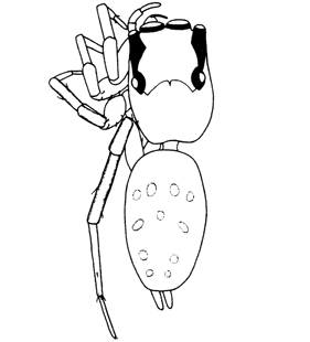speciesimage