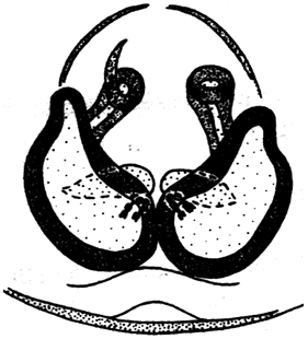 speciesimage