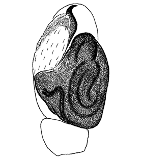 speciesimage