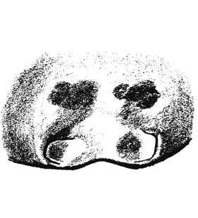 speciesimage