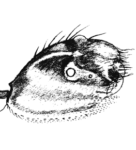 speciesimage
