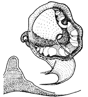 speciesimage