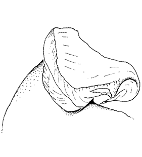 speciesimage