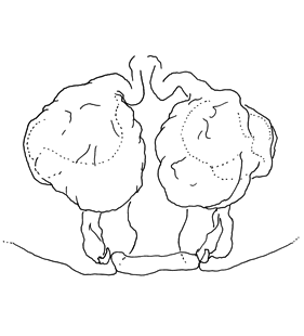 speciesimage