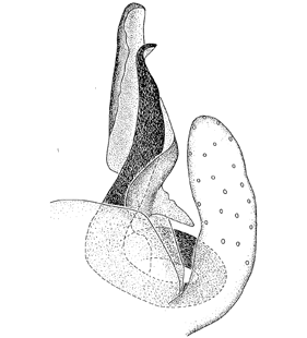 speciesimage