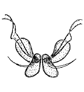 speciesimage
