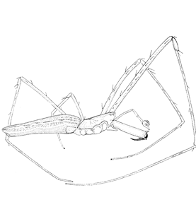 speciesimage