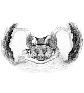 speciesimage