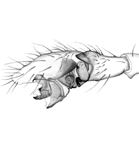 speciesimage