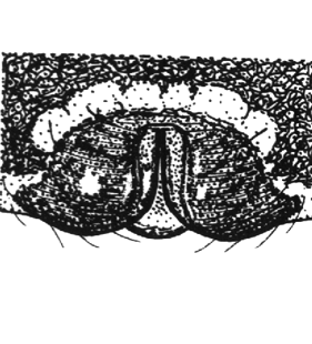 speciesimage
