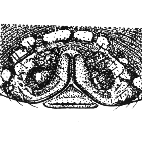 speciesimage