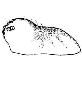 speciesimage