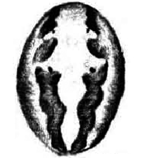 speciesimage