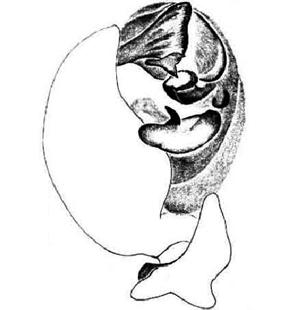 speciesimage