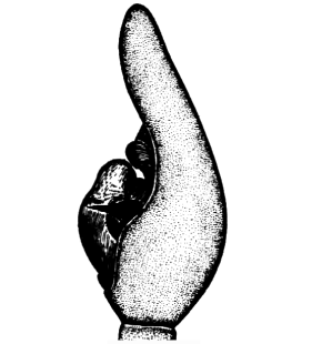 speciesimage