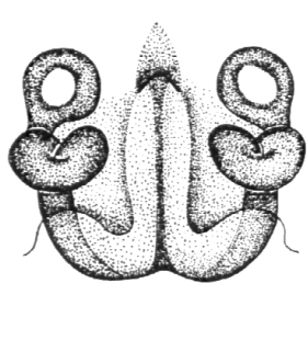 speciesimage