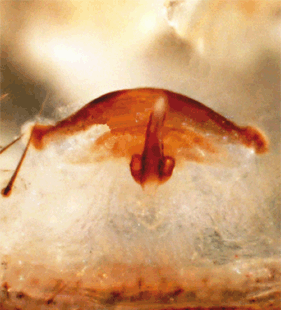 speciesimage