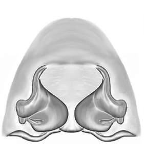 speciesimage