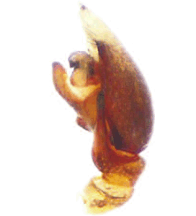 speciesimage