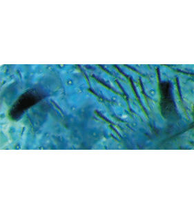 speciesimage