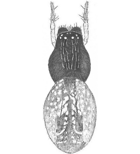 species