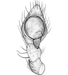 species