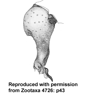 speciesimage