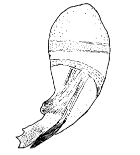 speciesimage